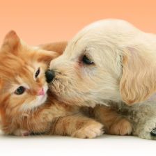Logo artisan entreprise individuelle Nounou chiens et chats