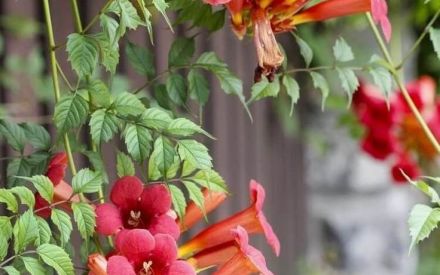 Yoni Bousquet jardinier