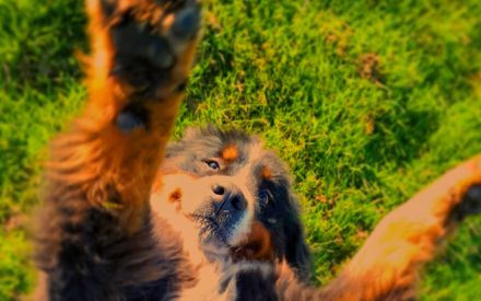 Chien heureux